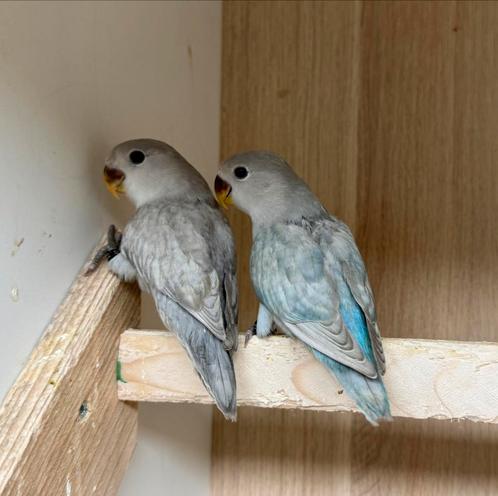 14 jonge Agapornis dwergpapegaai roseicollie om tam te maken, Dieren en Toebehoren, Vogels | Parkieten en Papegaaien, Dwergpapegaai of Agapornis