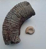 Fossielen ,grote ammoniet , versteend, (2.2 kg) + kleinere, Ophalen of Verzenden