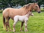 Appaloosa's :Jaarlingen, veulens en 2-jarige  te koop, Dieren en Toebehoren, Paarden, Meerdere dieren, Onbeleerd, Gechipt, 0 tot 2 jaar