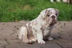 New/Old English Bulldog, Fokker | Hobbymatig, Rabiës (hondsdolheid), 8 tot 15 weken, Buitenland