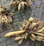 Dahlia knollen, Tuin en Terras, Verzenden, Voorjaar, Volle zon, Knol