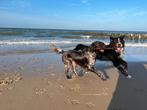 2 lieve jonge honden te koop., Dieren en Toebehoren, Rabiës (hondsdolheid), Reu, Meerdere, 3 tot 5 jaar