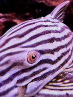 aquariumvis, Vis, Zoetwatervis