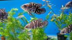 bumble bee oscar (astronotus crassipinnis), Dieren en Toebehoren, Vissen | Aquariumvissen, Vis, Zoetwatervis