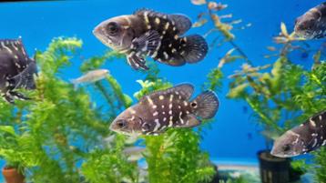 bumble bee oscar (astronotus crassipinnis) beschikbaar voor biedingen