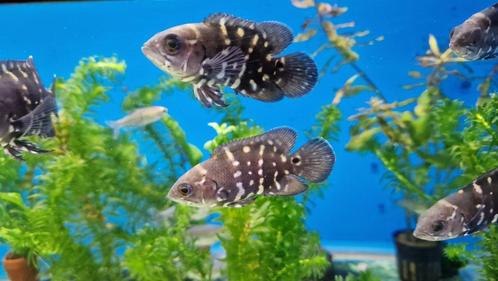 bumble bee oscar (astronotus crassipinnis), Dieren en Toebehoren, Vissen | Aquariumvissen, Zoetwatervis, Vis