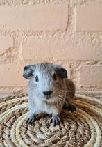 Cavia beertje geboren juni 2025 zilveragouti, Dieren en Toebehoren, Knaagdieren, Cavia, Juni, Mannelijk, Tam