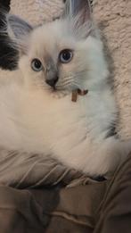 Ragdoll kittens bleu points  Mogen hun nestje verlaten!, Meerdere dieren, Gechipt, 0 tot 2 jaar