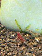 Garnalen, vissen en planten, Dieren en Toebehoren, Vissen | Aquariumvissen, Kreeft, Krab of Garnaal, Zoetwatervis, Schoolvis