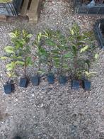 plantgoed novita, Ophalen, Laurier, 100 tot 250 cm