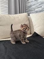 Kittens, Meerdere dieren, Ontwormd, 0 tot 2 jaar