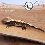 Wimpergekko Correlophus ciliatus JOKERGECKOS, Dieren en Toebehoren, Hagedis, 0 tot 2 jaar