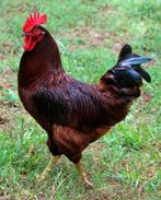Kippen haan red idlands rir, Dieren en Toebehoren, Pluimvee, Mannelijk, Kip