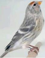 Noordse barmsijs poppen gevraagd, Dieren en Toebehoren, Vrouwelijk, Wildzangvogel