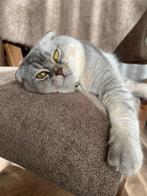 Scottish fold silver, Dieren en Toebehoren, Katten en Kittens | Raskatten | Korthaar, 0 tot 2 jaar, Kater, Gechipt