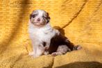 Australian Shepherd pups - Gezond - getest - gesocialiseerd, Dieren en Toebehoren, Meerdere, Meerdere dieren, Herder, Nederland