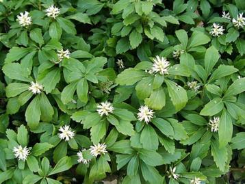 Pachysandra'Green carpet' is een wintergroene bodembedekker beschikbaar voor biedingen