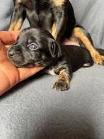 Hele gave pups! Jack russel brindle, Dieren en Toebehoren, Honden | Jack Russells en Terriërs, Jack Russell Terriër, 8 tot 15 weken