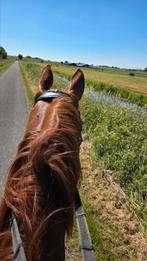 Te koop gevraagd: lief paard, recreatie/dressuur/grondwerk, Dieren en Toebehoren, Overige Dieren, Januari