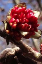 Parrotia persica, Perzisch ijzerhout, meerstammige 160-180cm, Ophalen, Winter, Halfschaduw, Overige soorten