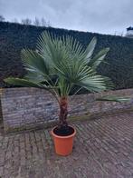 Trachycarpus Fortunei Palm in Pot, Tuin en Terras, Planten | Tuinplanten, Volle zon, Vaste plant, Bloeit niet, Ophalen