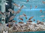 Aulonocara Red Flush Malawi Cichliden, Vis, Zoetwatervis