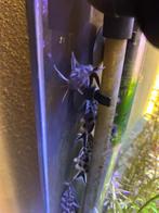 5x Dwergmeerval Synodontis petricola, Vis, Zoetwatervis