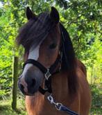 Ondeugende welsh A Pony zoekt verzorger/bijrijder, Ophalen of Verzenden
