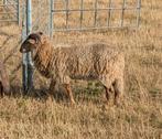 Te koop Drentse heideschapen heideschaap ram, Dieren en Toebehoren, Mannelijk, Schaap