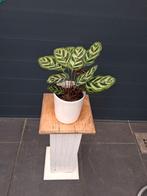 Calathea, Ophalen, Overige soorten, Halfschaduw, In pot