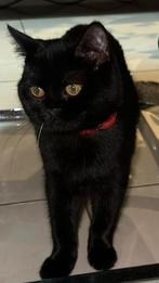1 britse korthaar poesje te koop 100% direct mee! 2 vacties, Poes, Ontwormd