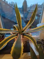 Agave Americana Marginata - Direct van de foto!, Tuin en Terras, Ophalen, Bloeit niet, Overige soorten, Volle zon