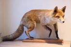 Taxidermie opgezette vos, Verzamelen, Dierenverzamelingen, Ophalen of Verzenden, Gebruikt, Wild dier, Opgezet dier