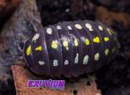 Armadillidium klugii Black isopods / pissebedden, Overige soorten