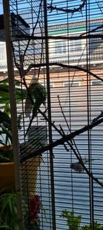 Gezocht grasparkiet, Dieren en Toebehoren, Vogels | Parkieten en Papegaaien, Mannelijk, Parkiet