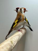Bewezen Majoor putter Koppel Overjarig, Meerdere dieren, Wildzangvogel, Geringd