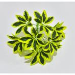SCHEFFLERA - KUNST - BOSJE, Ophalen of Verzenden, Nieuw