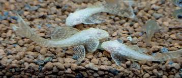 Ancistrus SP L144 Gold (albino) Longfin beschikbaar voor biedingen