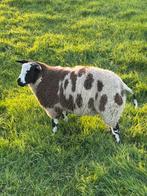 Bonte dekram, Dieren en Toebehoren, Schapen, Geiten en Varkens, Mannelijk, Schaap