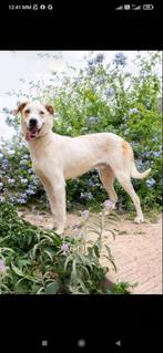 Energieke jonge kerel zoekt de ideale match, ontmoet SOL, Dieren en Toebehoren, Honden | Niet-rashonden, Reu, 1 tot 2 jaar, Eén hond