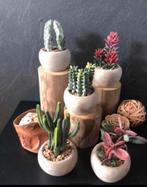 5 stuks mini cactussen in pot., Nieuw, Binnen, Ophalen of Verzenden
