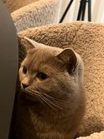 Lilac Britse korthaar Poes (geen stamboom aanwezig), Poes, Gechipt, 0 tot 2 jaar
