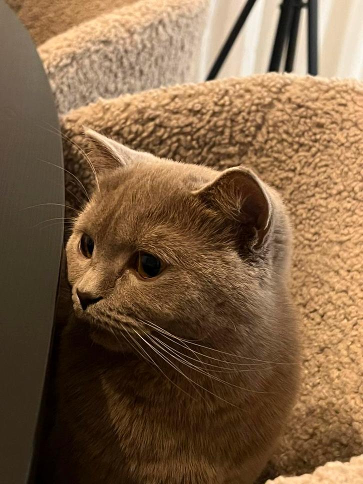 Lilac Britse korthaar Poes (geen stamboom aanwezig), Dieren en Toebehoren, Katten en Kittens | Raskatten | Korthaar, Poes, 0 tot 2 jaar