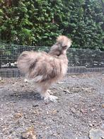 Jonge zijdehoen hanen, Dieren en Toebehoren, Mannelijk, Kip