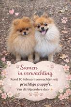 Mini Pomeriaan puppy,s met fci stamboom, Keeshond, 15 weken tot 1 jaar, CDV (hondenziekte), Geslacht onbekend