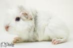 Choco witte peruvian cavia, Dieren en Toebehoren, Cavia, Mannelijk, Juli, Tam
