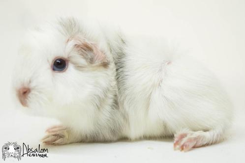 Choco witte peruvian cavia, Dieren en Toebehoren, Knaagdieren, Mannelijk, Cavia, Juli, Tam