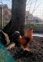 Haan te koop, Dieren en Toebehoren, Pluimvee, Mannelijk, Kip