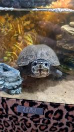 Gratis schildpad en aquarium, Dieren en Toebehoren, Reptielen en Amfibieën