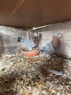 Te koop, Meerdere dieren, Overige soorten